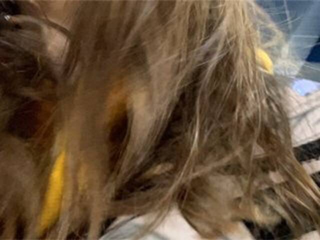 צילומי מסך משודרים Eliness