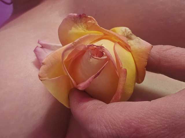 תמונה של הפרופיל Delicious-Dahlia