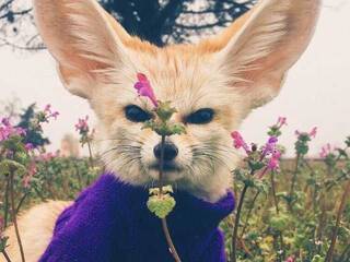 צ'אט וידאו ארוטי Anecka31