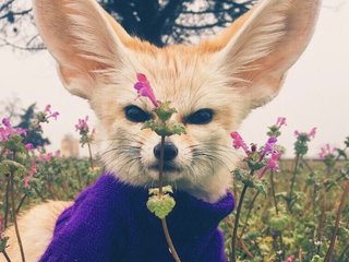 צ'אט וידאו ארוטי Anecka31