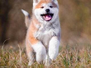 צ'אט וידאו ארוטי Val309a